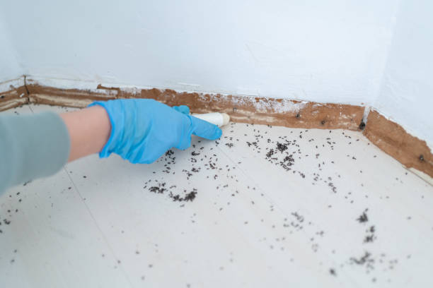 Best Flea Control Services  in Roscommon, MI